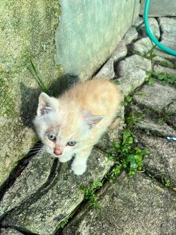 Darujem mačiatka – 4 kocúrikovia hľadajú domov 🐾