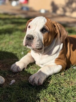 Americký stafordšírsky teriér s PP