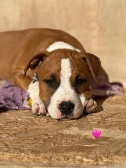 Americký stafordšírsky teriér s PP