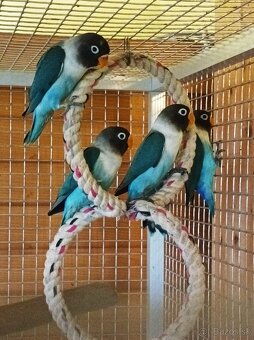 Predám Agapornis škraboškový, papagáj REZERVOVANE