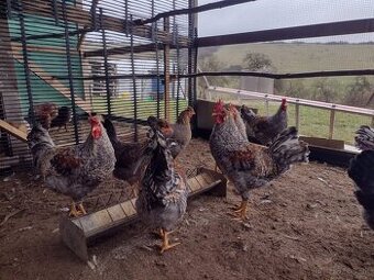 Kohut cream legbar, araucana predám