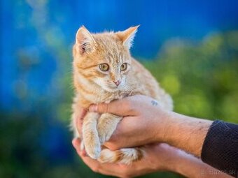 Darujem zachránené mačiatka - ryšavé, tigrované