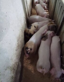 Odstavčata 20-25kg