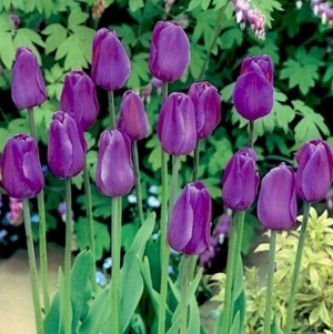 Tulipán fialový 5 ks cibulek