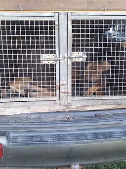 Veľký prepravný box pre psov