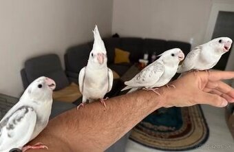 Kúpim Korely ale len Krotké