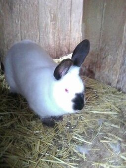 Kalifornské králiky