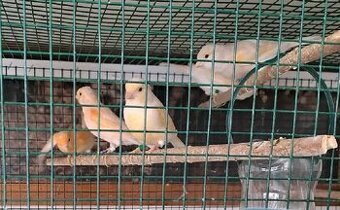 Predam samicky kanarikov r.2025