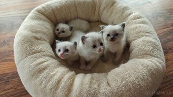 Ragdoll