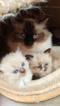 Ragdoll