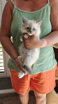 Ragdoll