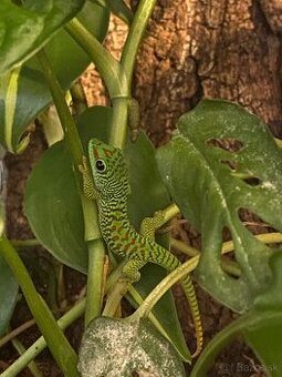 Felzuma madagaskarská - Phelsuma madagascariensis