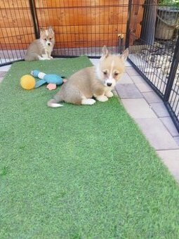 Welsh corgi