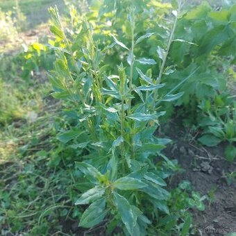 Goji kustovnica cinska