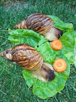 AFRICKÝ SLIMÁCI LISSACHATINA RETICULATA VEĹKÉ JEDINCE