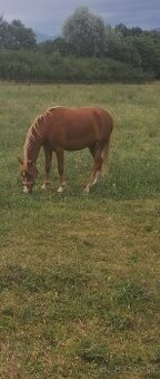 Predám pony kobylku 2rocnu kľudnej povahy