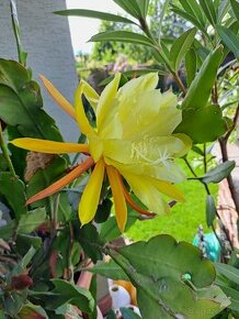 Epiphylum - listový kaktus žlto-biely