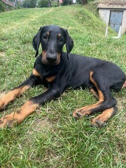 Doberman šteniatko-Psik
