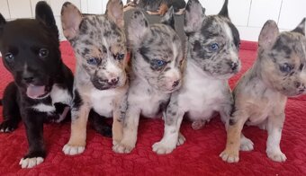 Francúzsky buldoček Blue Merle