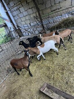 Kamerunske ovce,  jahňatá, ovečky, baránky jahničky