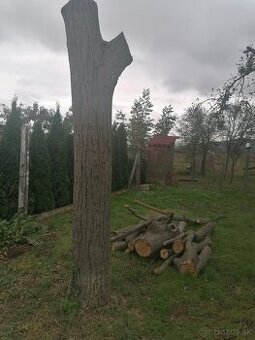 Orechový kmeň