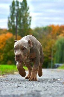 American Bully XL (Pitbull XXL) -