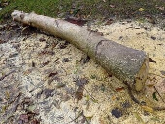 Predám kmeň orecha