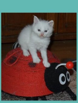 Mainská mývalia mačka - mačiatka Maine coon s PP - Ernie