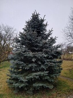 vianocny stromcek strieborny smrek 4,5m - 1