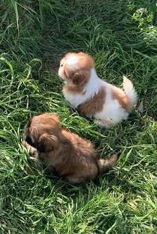 Krásne čistokrvné šteniatka Shih Tzu