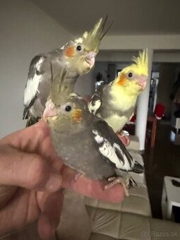 Korely Maznačikovia ručne dokrmene