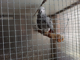 Predám samičku Žako kongo