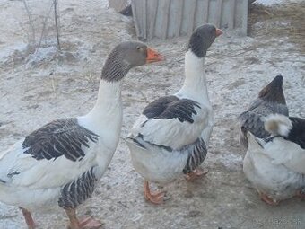 Predam pomoranske husi