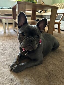 Francúzsky buldoček - modrý