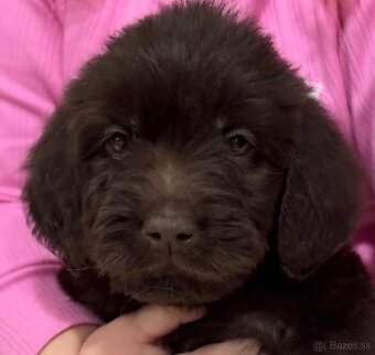 Labradoodle (goldendoodle) sucka