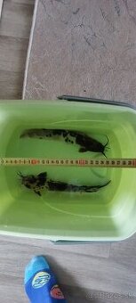 Clarias batrachus "albín" Sumček Clarias