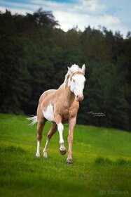 Paint horse žrebec
