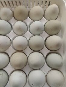 Domáce vajíčka a nasadove vajíčka Green shell