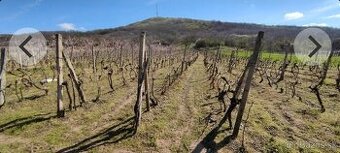 Vinica na predaj - 1