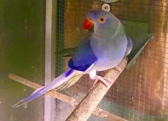 Predam alebo zamenim Alexander maly HCH VIOLETA 2F