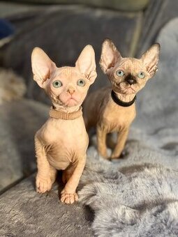 Kanadsky Sphynx