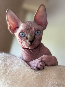 Kanadsky Sphynx