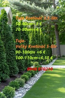 Tuja SMARAGD,VAVRINOVEC-Michalovce,Vranov,Humenne,Trebisov