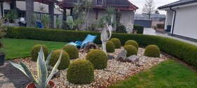 Predam buxus-kruspan