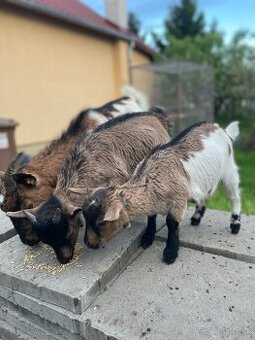 Holandska minikoza