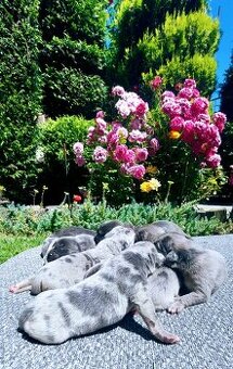 Cane corso Merle