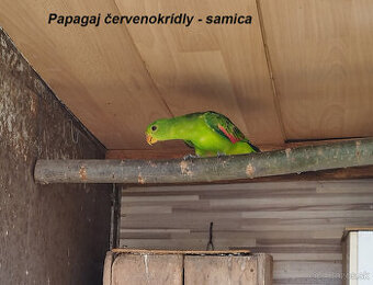 predám papagáje z chovu