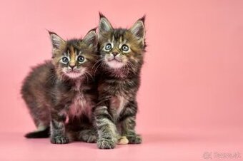 Maine Coon kocúrik – hľadám spoločníka do života