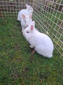 Predám zdrobnele kraliky