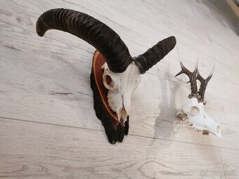 Predám trofej muflona